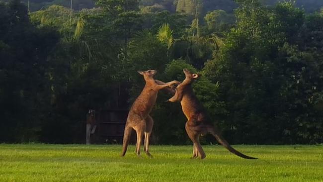The prequel to the Jeff Horn v Manny Pacquiao blockbuster fight played out in the Currumbin Valley on the weekend.