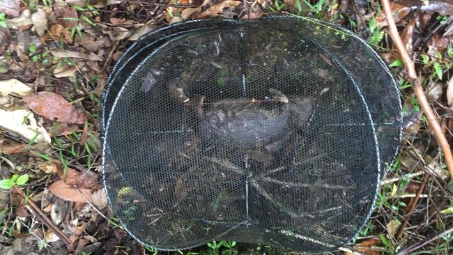 Platypus found dead, illegally killed in a yabbie trap in Broken River. Picture: Oskar Krobath