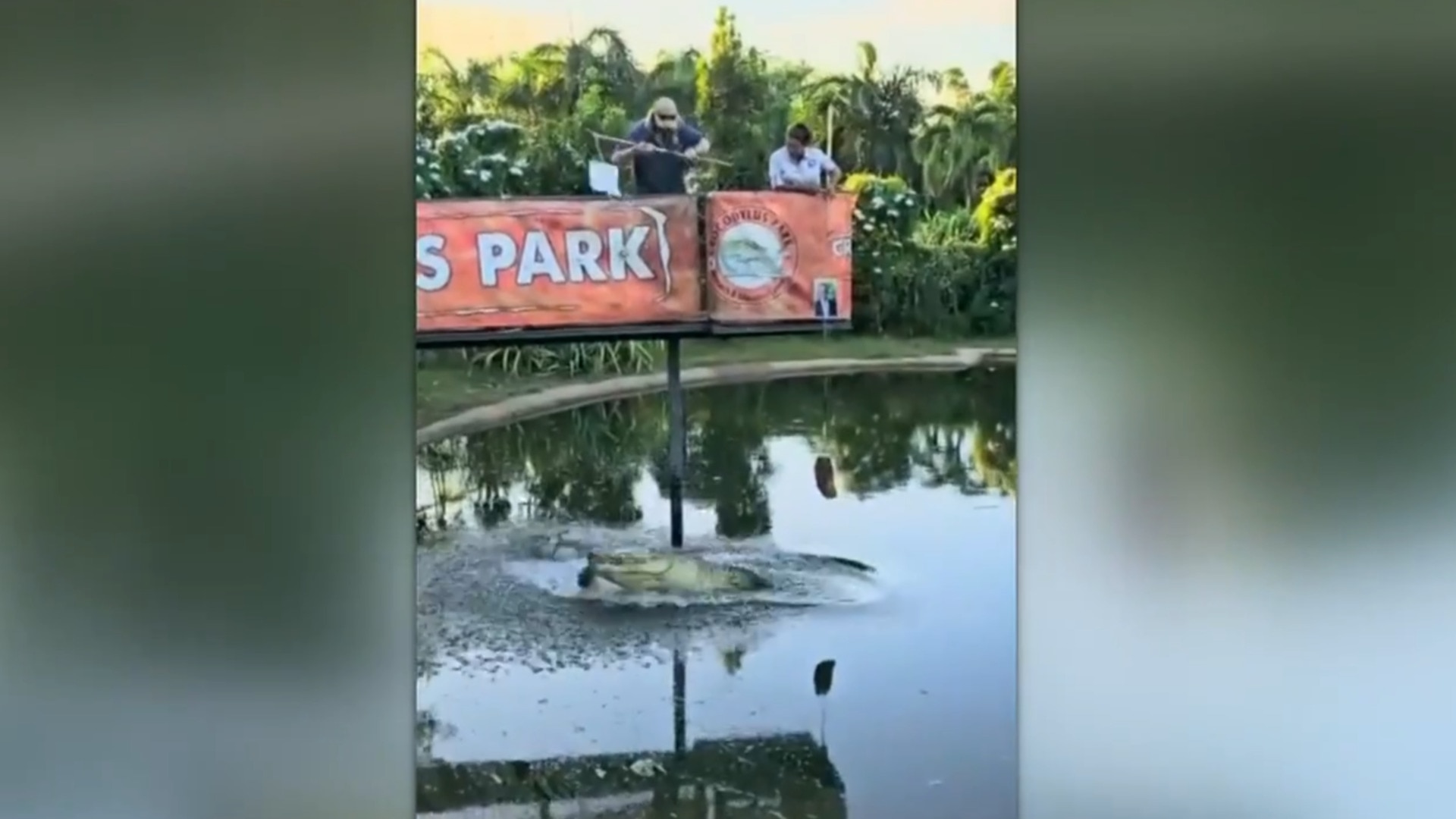 Psychic crocodile tips Dutton for next PM