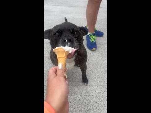 050824_dog goes crazy for ice cream van