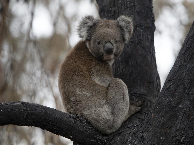 A Koala rests in a burnt out tree on a property at 33 Magpie Castle Road on the outskirts of the Adelaide Hills township of Lobethal in the aftermath of the Cudlee Creek Bushfire Saturday the 21st of December 2019. (APP/Emma Brasier)