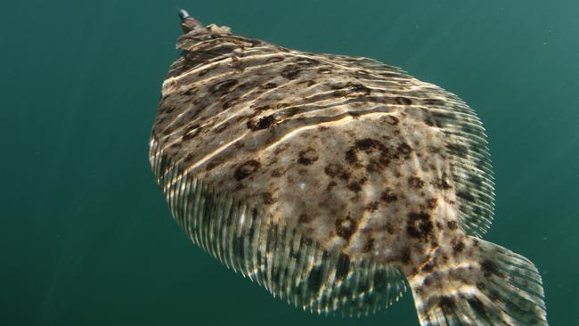 A flounder being caught in and around Sydney Harbour. Pic Al McGlashan.