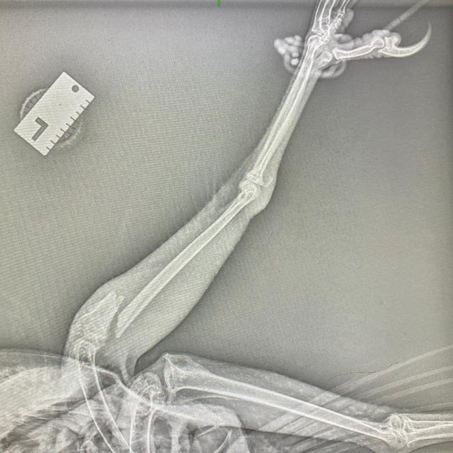 An X-ray showing the pin and plate put in the eagle’s left leg.