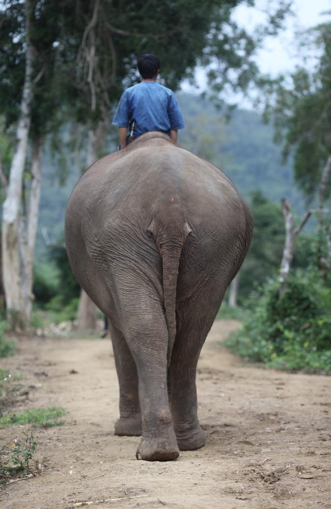 A mahout guides one of the elephants. Picture: Linda Silmalis