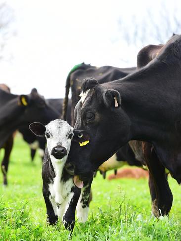 How Now milk is sold in one-litre and two-litre bottles. The Locheilan range includes camembert, brie, two blue cheese varieties and an English cheddar-style called Cheshire. Picture: Zoe Phillips