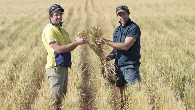 Joe Kane. Crop & Hay.