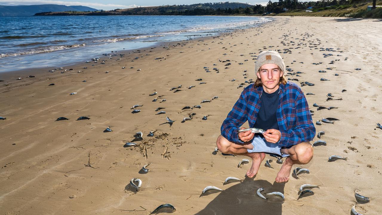 South Arm's George Vanderkelen, 18, with thousands of dead fish which have washed up on the beach.