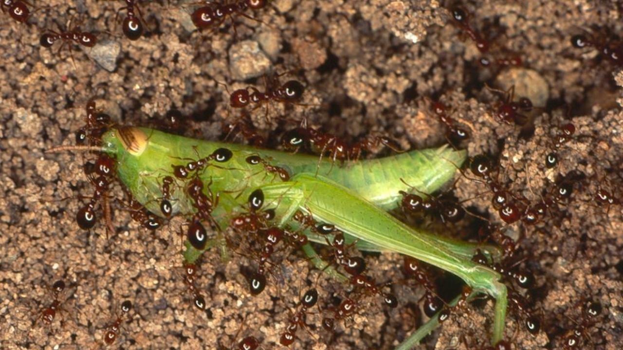 Two nests of highly invasive red imported fire ants have been detected and destroyed outside of official biosecurity zones in Queensland. Picture: Invasive Species Council