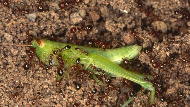 Two nests of highly invasive red imported fire ants have been detected and destroyed outside of official biosecurity zones in Queensland. Picture: Invasive Species Council
