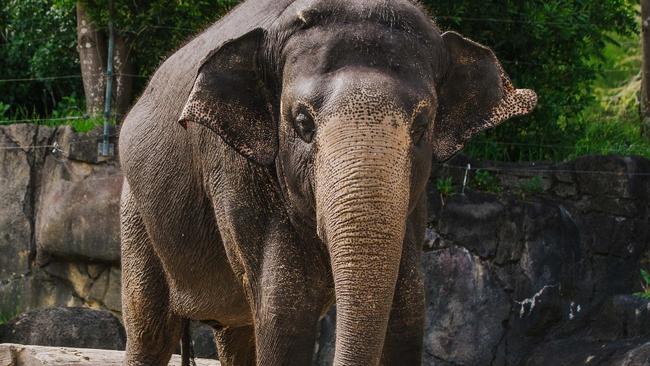 Burma celebrated her 42nd birthday at Auckland Zoo just before making the move to Monarto Safari Park. Picture: Auckland Zoo