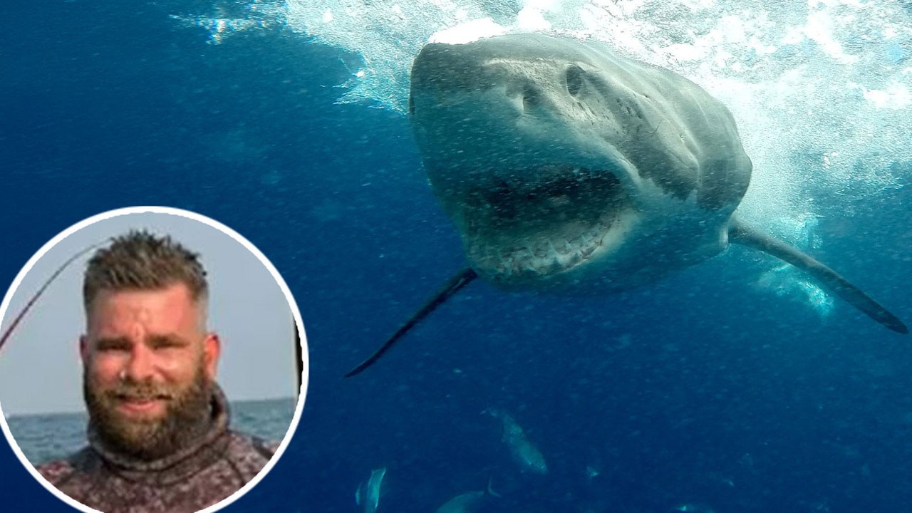 Great white face-off: Divers reveal chilling 15-minute shark ordeal