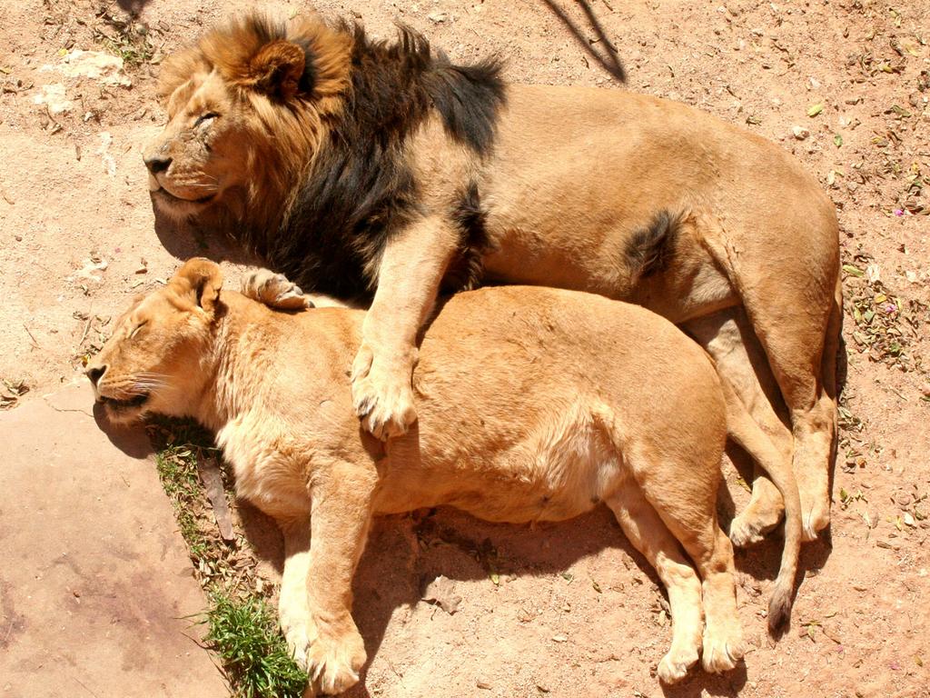 A lion and his lioness snuggle together whilst having a nap. Picture: Mike Krom/ Caters