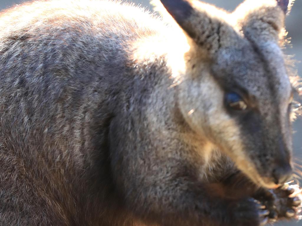 Brush-tailed wallabies and other species will also be better protected.