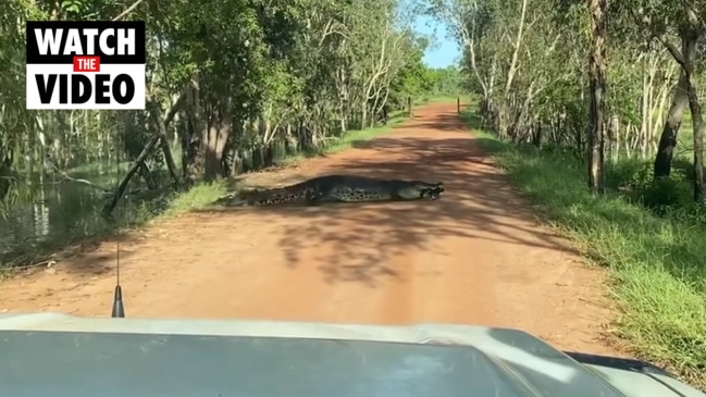 Crocwise warning after 4m crocodile walks across road