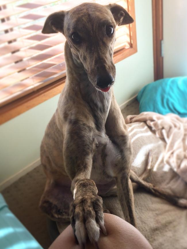MOCHI: Mochi the two-year-old rescue greyhound always wants a cuddle and as you can see, isn’t backwards in coming forwards.