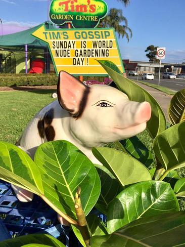 Pig promotes World Nude Gardening Day earlier this year.