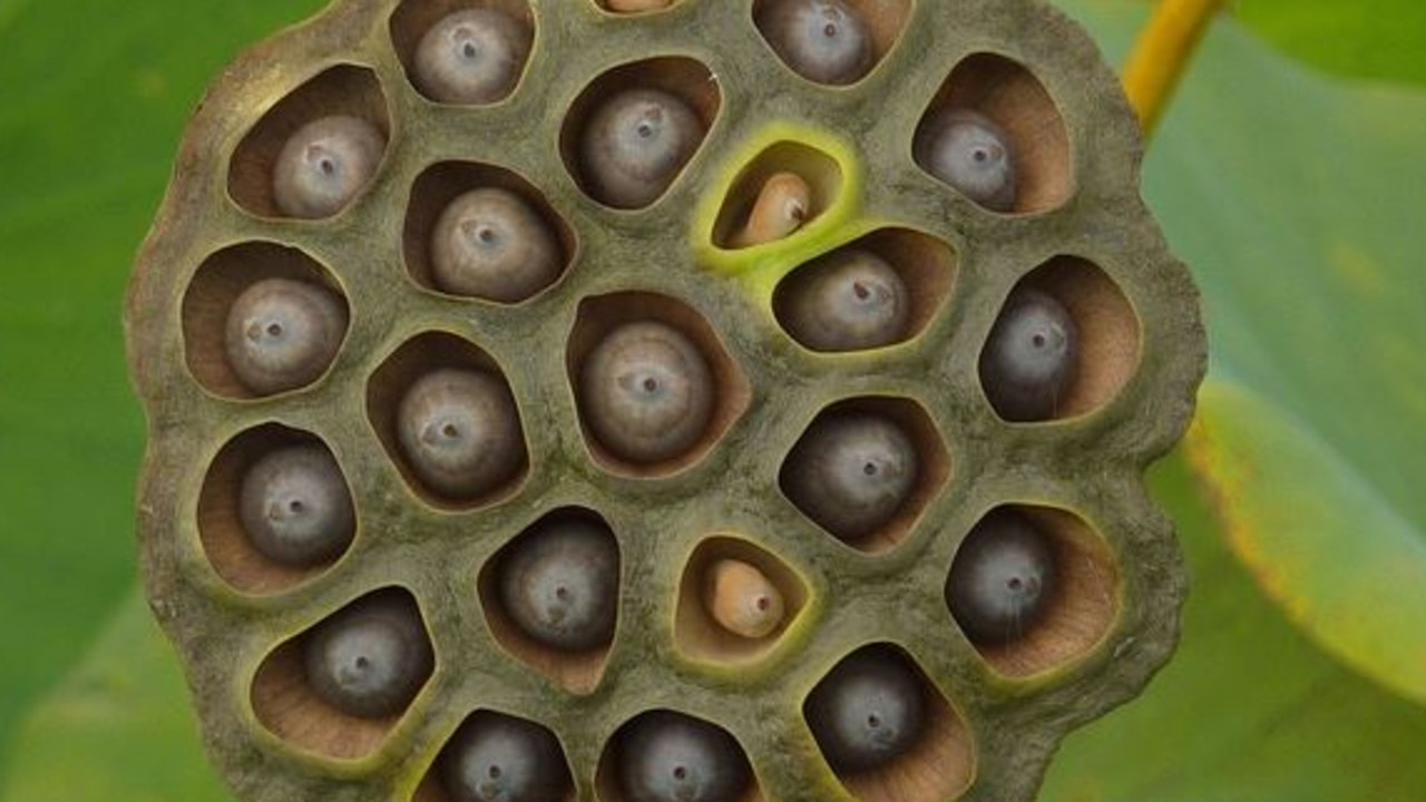 The seed pod of the lotus flower. A trypophobe’s worst nightmare.