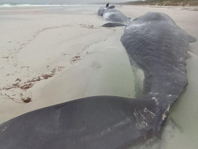 Samples will be collected from the bodies of five sperm whales that beached on Flinders Island on October 6 2024. Picture:  Department of Natural Resources and Environment Tasmania