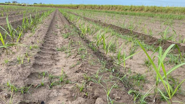 A cane paddock in the Burdekin. Picture: Mostafa Rahimi Azghadi