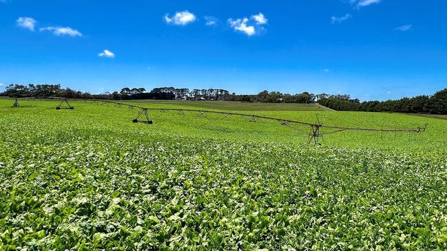 A 51.26ha dairy property at Mepunga West was sold for $55,719 a hectare ($22,550 per acre) through auction.