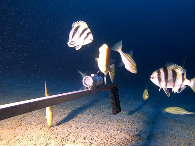 A six-day research expedition off the remote western coast of Kangaroo Island has captured unique video footage of marine life at depths of more than one hundred metres below sea level. It's the first time in SA that hi-tech equipment such as the Baited Underwater Remote Video Systems have been deployed at such depths. Picture: Supplied.