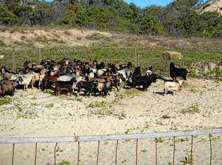 Some of the feral goats removed from Great Keppel Island.Photo contributed. Picture: Photo contributed ROK290716goats