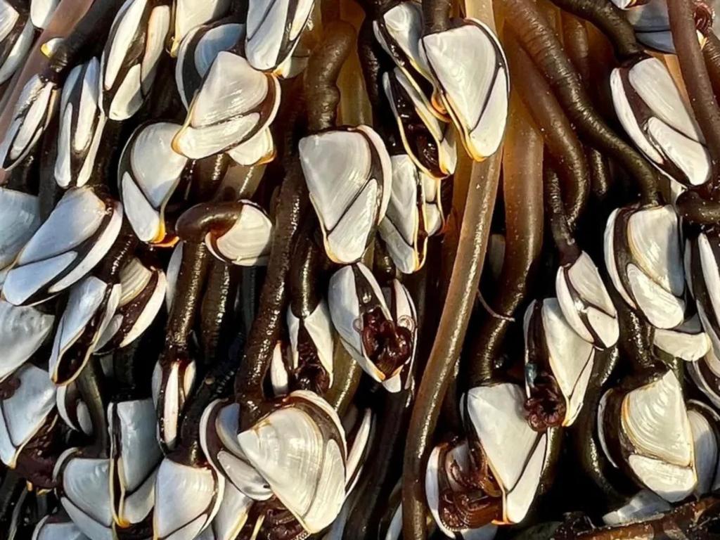 Rare white-shelled creatures found in Wales. Picture: SnapHappyDave/Daily Post Wales/Australscope