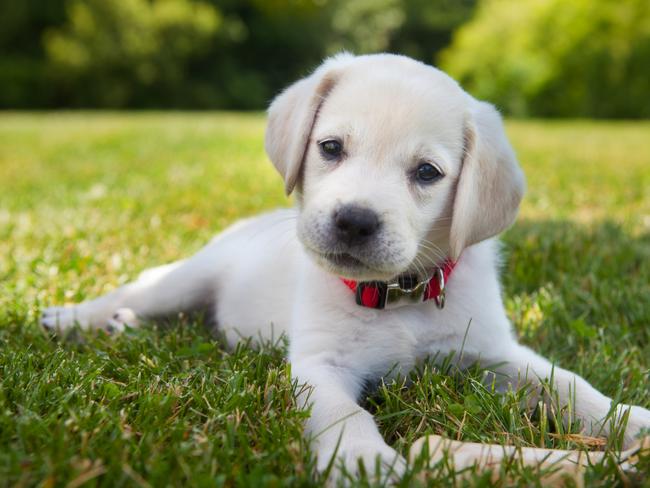 SMART Daily pets.  An eight week old yellow Labrador Retriever puppy outdoors lying in the grass. Picture: iStock