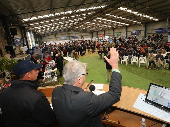 Sheepvention, Hamilton,   Day 3, Elders  Ram Auction, Auctioneer Andrew Sloan,   Picture  Yuri Kouzmin