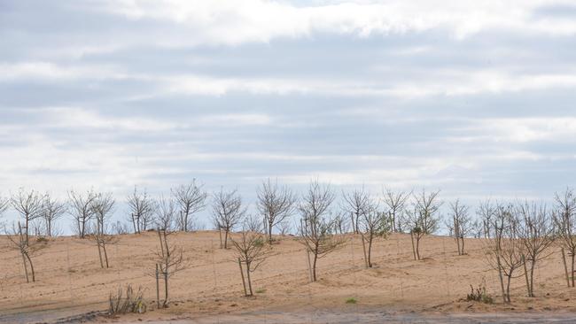 Investors are piling into water markets to exploit future demand from growing demand from maturing almond plantings like these near the Hattah Lakes. Picture: Dannika Bonser