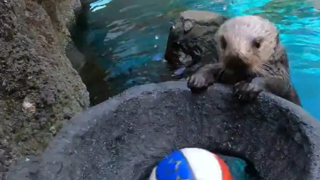 Juno the otter with the basketball ring. She plays to alleviate arthritis in her joints.