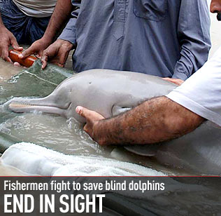 Blind Indus Dolphins Saved By Fishermen | News.com.au — Australia’s ...