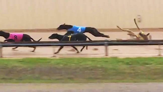 On Thursday April 11, a two-year-old Greyhound named Marty's Delight was euthanised after he fell and fractured one of his legs during a race. Picture: Supplied