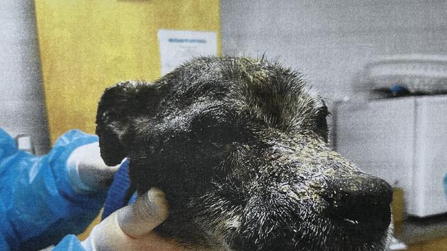 The RSPCA seized a neglected dog who had skin, eye and ear infections. Picture: RSPCA