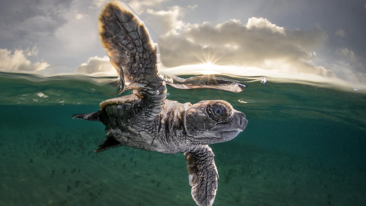 High Five. Picture: Picture: Matty Smith//Underwater Photographer of the Year 2020