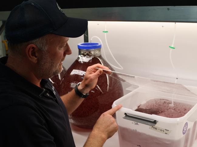 SeaStock is one of five companies in Australia and New Zealand licensed by CSIRO-owned Future­Feed to sell asparagopsis products for methane reduction. Picture: Charlie Peel/The Australian