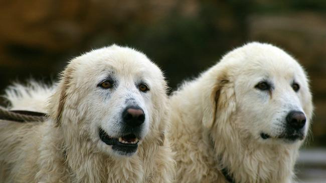 Eudy, right, and her sister Tula, the penguin guardian maremma dogs from Middle Island at Warrnambool.