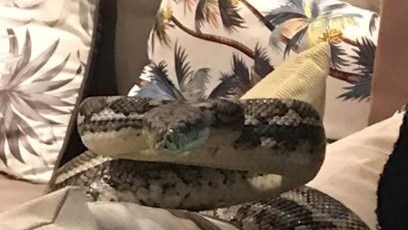 A monster python stalks a Brisbane woman's pet cat. Picture: Kelly White