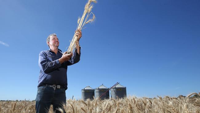 Ben Irwin of Bannockburn in his wheat crop.