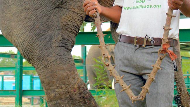 The spiked chain that Raju had around his ankle. Credit: Press People/Wildlife SOS