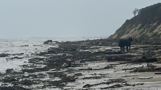 Cows have been seen washed up at Old Bar near Taree. Picture: Facebook/ Ebony O'Connor