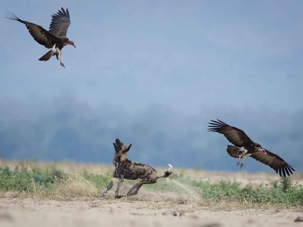 Image Name: Painted Dogs and Vultures Photographer Name: Lennart Hessel Year: 2018 Image Description: A Painted dog was defending the kill by chasing away the Vultures. Copyright: Lennart Hessel, Winner, Sweden National Award. Picture: Sony World Photography Awards/ Lennart Hessel