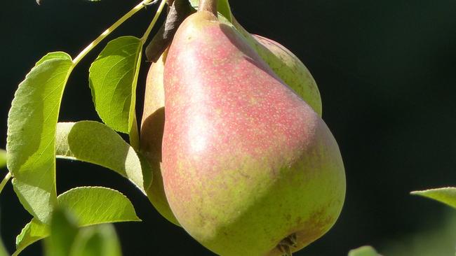 Fruit trees galore. (Dean Fosdick via AP)