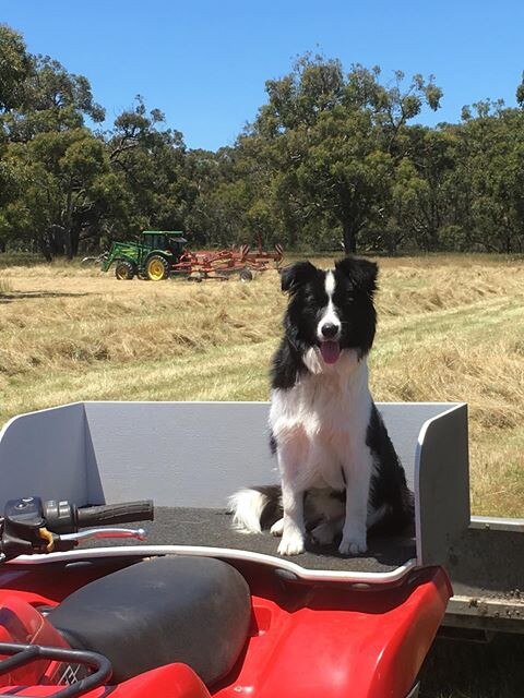 The Weekly Times day of Dogs 2018. Bea the Border Collie directing the harvest on French Island. Picture: Judy Porritt, Lara Farm, French Island , Victoria.