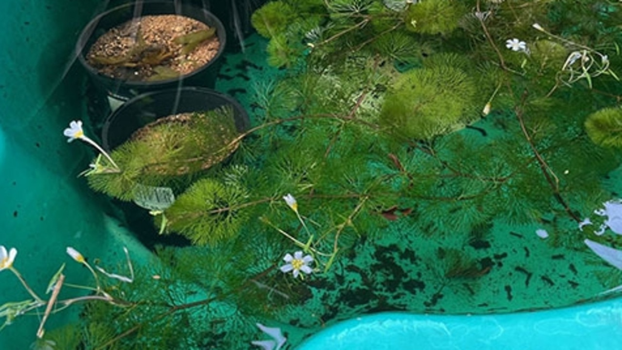 The NT Weed Management Branch was alerted by a member of the public that Cabomba caroliniana was being advertised for sale on Facebook marketplace by a private resident in Millner. Officers were surprised to discover three other weeds of national significance at the suburban home. Picture: Supplied.
