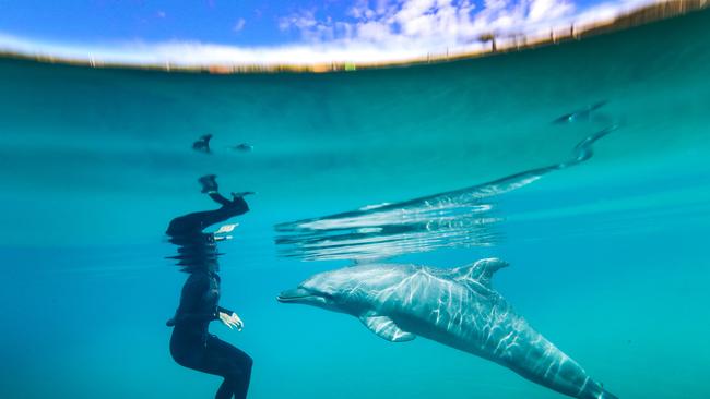 Sea World marine mammal trainer Brooke Pelizzari bonding with dolphin Scooter. Picture: Nigel Hallett 