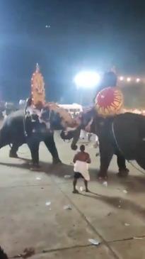 Fighting elephants injured dozens of attendees at festival