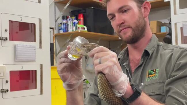 Close up of king brown snake milking at the Australian Reptile Park