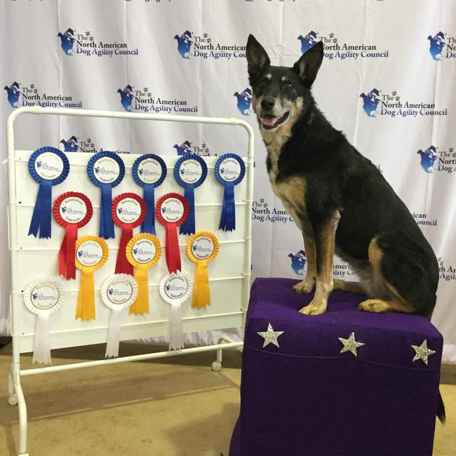Jemma is a Kelpie x Border Collie. She loves sheep herding and agility. This photo is from recent NADAC agility Nationals. Picture: Julie Hole