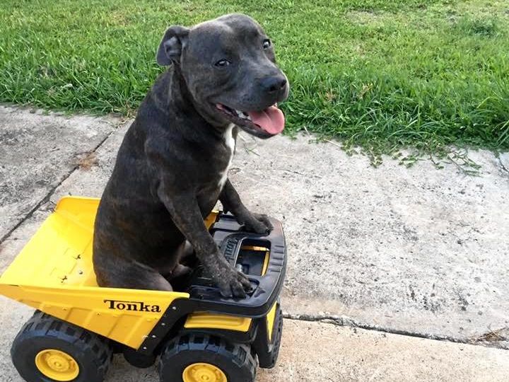 American staffy x store labrador